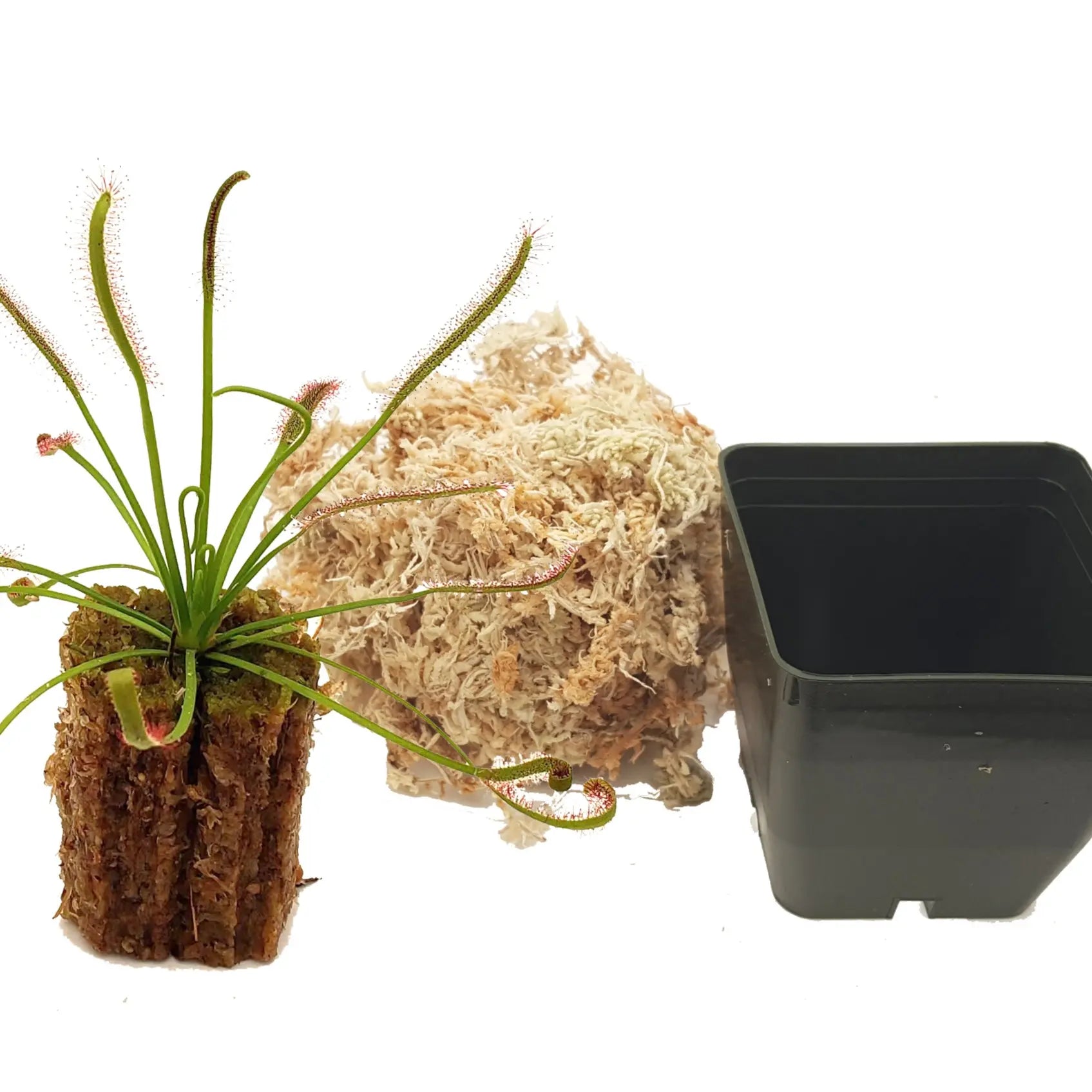 Cape Sundew - Drosera Capensis - Bug-Eating Carnivorous Plant - Live Arrival - 3" Pot & Soil Included - Predatory Plants