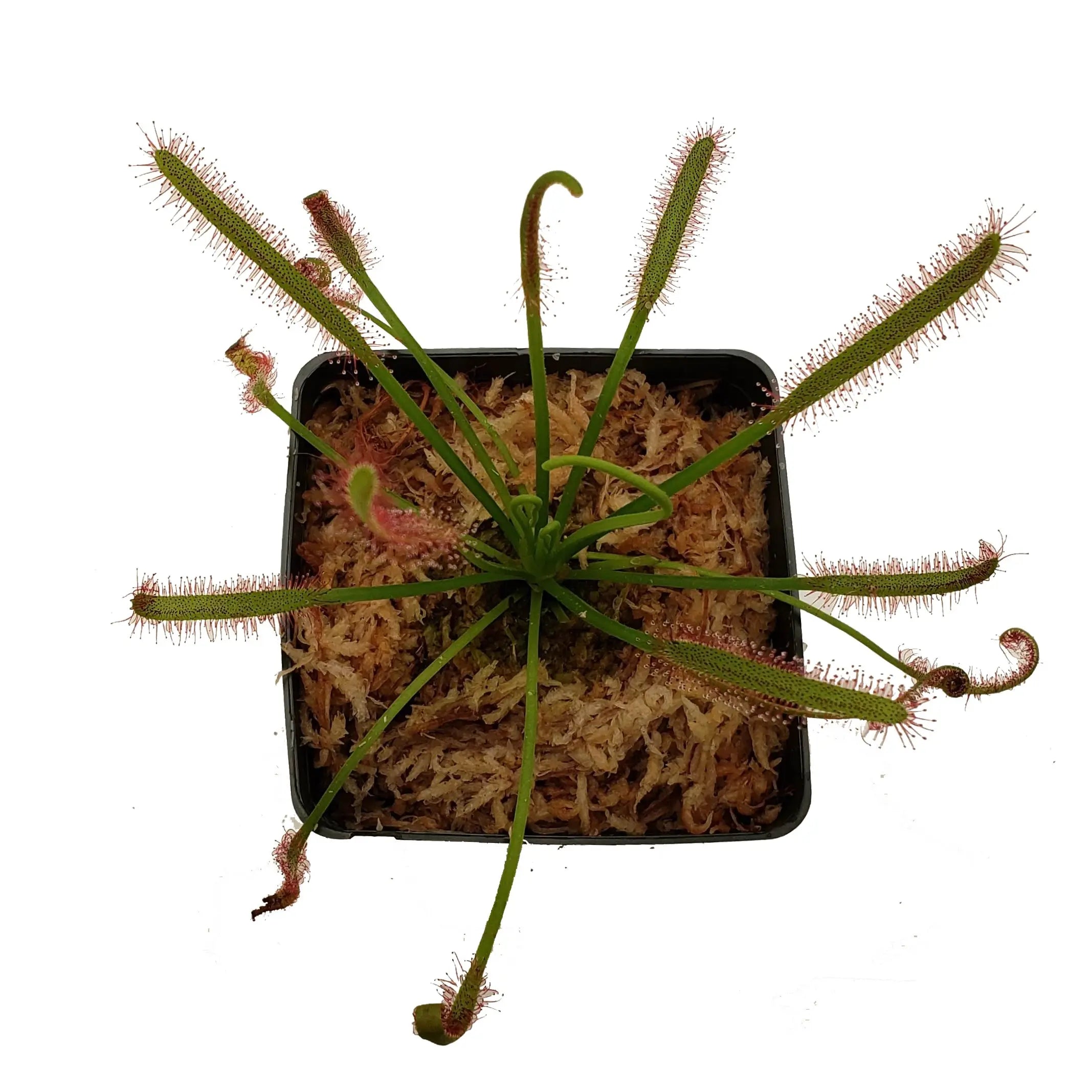 Cape Sundew - Drosera Capensis - Bug-Eating Carnivorous Plant - Live Arrival - 3" Pot & Soil Included - Predatory Plants