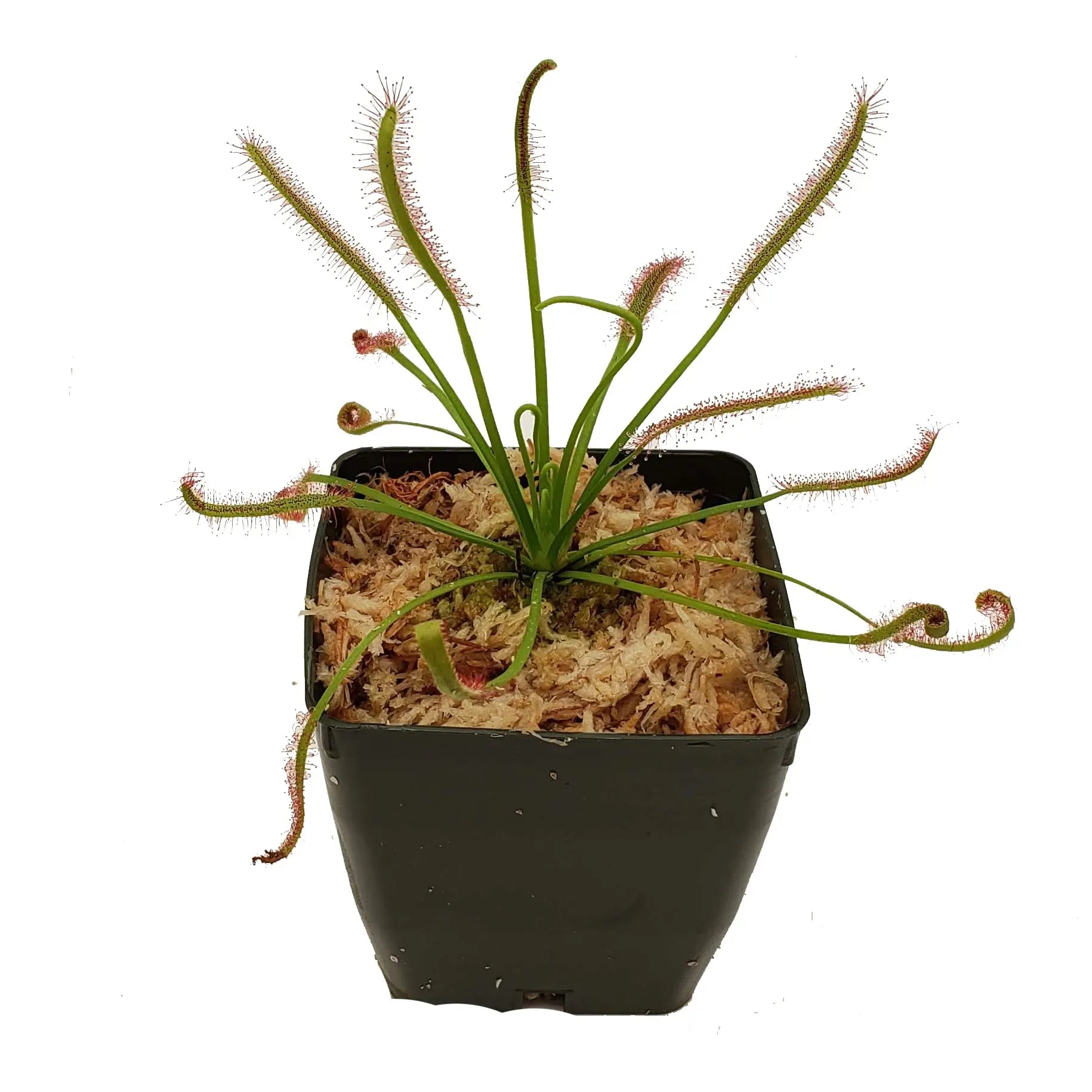 Cape Sundew - Drosera Capensis - Bug-Eating Carnivorous Plant - Live Arrival - 3" Pot & Soil Included - Predatory Plants